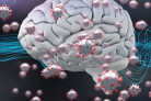 Virus SARS-CoV-2 có thể tác động trực tiếp tới tế bào não