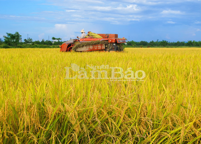 Mùa vàng - Tác giả: Phan Thị Xuân