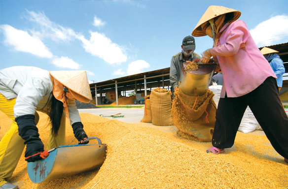 Nỗi lo gạo Việt Nam mất ánh hào quang