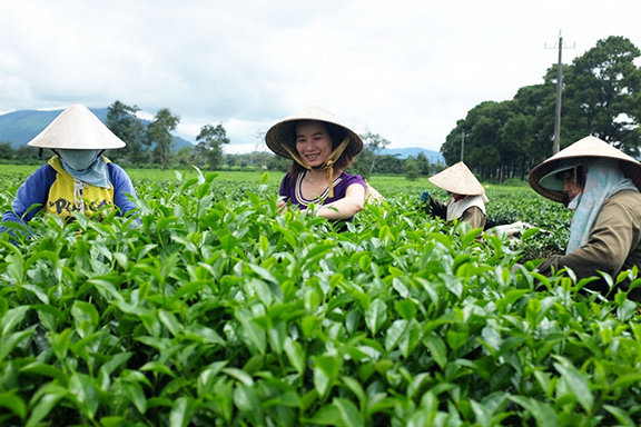 Những người dệt ước mơ xanh