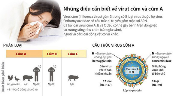 Những điều cần biết về virus cúm và cúm A