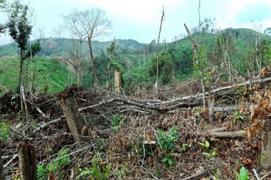 Phó Thủ tướng yêu cầu làm rõ một số vụ phá rừng, cháy rừng