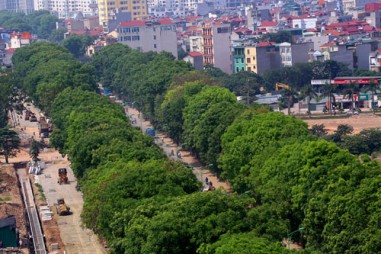 Những chuyện sau cây xanh