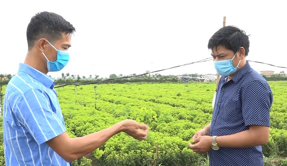 Nông dân xã Phúc Lâm với việc xây dựng nhà lưới để trồng rau, củ, quả sạch 