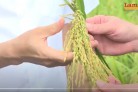 Hiệu quả từ giống lúa mới BC15 - Tập đoàn Thái Bình Seed