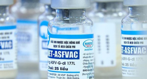 Báo Pháp đánh giá cao việc Việt Nam phát triển vaccine phòng dịch tả lợn châu Phi