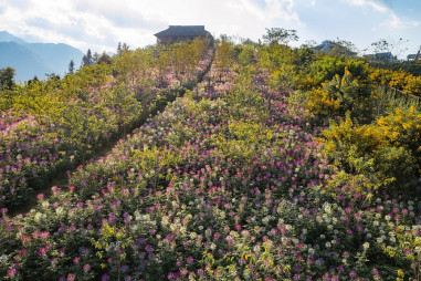 Say đắm muôn sắc hoa mùa thu ở Sun World Fansipan Legend