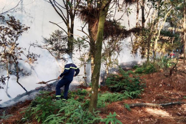 Điều tra nguyên nhân vụ cháy hơn 1ha rừng tại Sóc Sơn