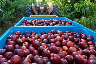 Tiềm năng xuất khẩu trái cây Australia vào thị trường Việt Nam