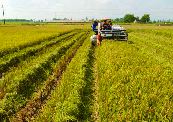 VietinBank triển khai nhiều chương trình ưu đãi cho vay thu mua, kinh doanh lúa, gạo