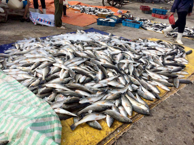 Cá chết bất thường ở Thanh Hoá do "tảo nở hoa"