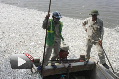 Hàng chục tấn cá tại Hồ Tây chết bất thường
