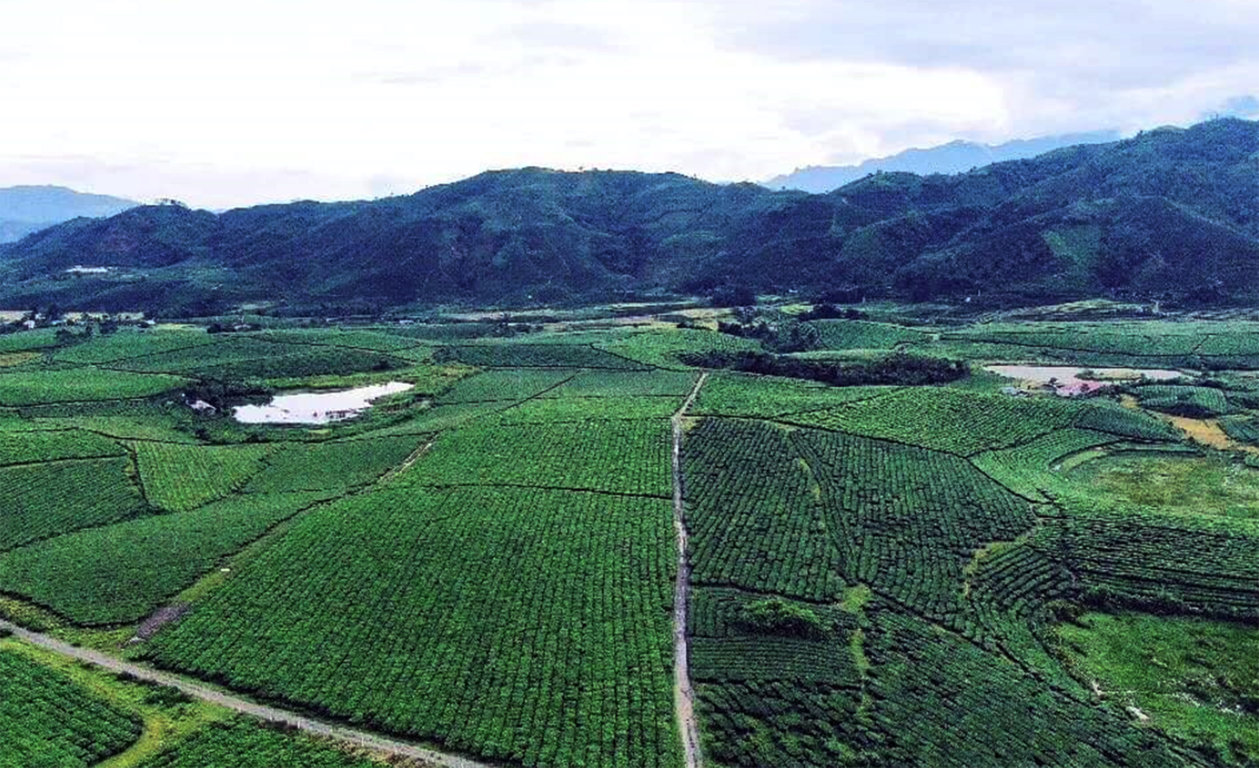 Lai Châu xúc tiến đưa sản phẩm chè vào thị trường Trung Đông, Bắc Phi và Nam Á