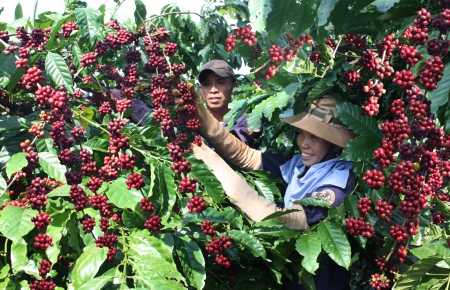 Hội thảo Chỉ dẫn địa lí Nhật Bản đối với cà phê Buôn Ma Thuột