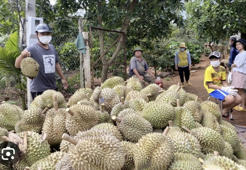 Sầu riêng Đắk Lắk: Triển vọng và thách thức